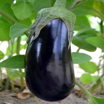 Black Beauty Eggplant.Black Beauty Eggplant Seeds Heirloom - £8.07 GBP