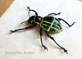 Green Stripes Weevil Pachyrrhynchus Phaeleratus Real Beetle Entomology D... - €42,86 EUR