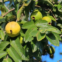 New Fresh USA Seller Lemon Guava Psidium Guajava Common Guava Yellow Guava Or Ap - $26.04