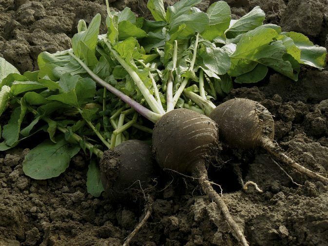 anti inflammatory diet plan LIVER DETOX & CLEANSE milk thistle dandelion 1B 60 C Item image 12