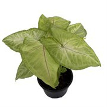 Syngonium/Nepthytis - Mango Allusion Arrowhead Plant - 4&quot; Pot - £35.85 GBP