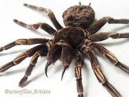 Brazilian Orange Banded XL Tarantula Spider Acanthoscurria Juruenicola S... - £103.90 GBP