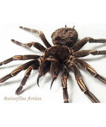 Brazilian Orange Banded XL Tarantula Spider Acanthoscurria Juruenicola S... - $176.43 CAD