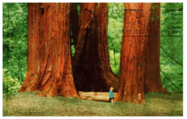 Three Giant Redwoods with a child. Muir Woods California RPPC Postcard - £11.83 GBP