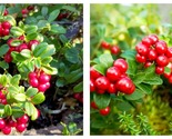Red Candy Lingonberry Vaccinium Vitis Idaea Plant - Approx 5-7 Inch - £32.79 GBP