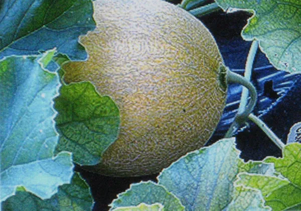 Jumbo Cantaloupe 7 Seeds Huge Garden - $6.28