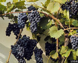 20 seeds Riverbank Grape, Vitis riparia - $5.47