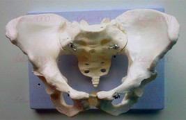 Life Size Female Pelvic Skeleton Model Anatomical Anatomy Medical Study ... - £28.58 GBP