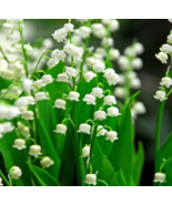 15  lily of the valley bibs Convallaria majalis bulbs roots plants free shipping - £31.89 GBP