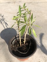 Goji Berry Plant 2Pcs Cuttings With Pot Live Plant Ready To Plant USA Seller - $43.98