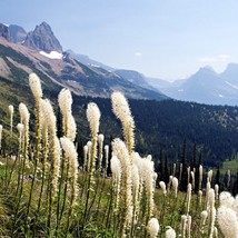 Bear Grass (Xerophyllum Texax) Seeds Garden - £12.97 GBP