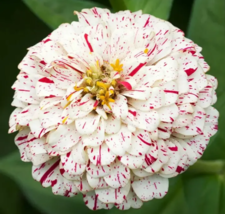 100 PEPPERMINT STICK ZINNIA FLOWER SEEDS ANNUAL GARDEN red WHITE - £4.15 GBP