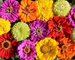 250 Painted Wagon Zinnia Colorful Flower Fast Shipping - $8.99