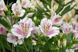 10 Peruvian Lily Mix Alstroemeria Ligtu Myers Hybrids Mixed Colors Flowe... - £19.16 GBP