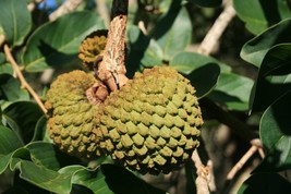 Annona Squamosa Custard Apple Tree Seeds Garden Fresh USA Shipping - $13.97