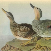 Gadwall Ducks Bird 1946 Color Plate Print John James Audubon Nature DWV2A - $39.99