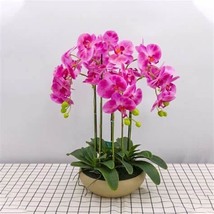 Hydroponic Orchid Indoor Flower Plants, 100 SEEDS D - £9.87 GBP