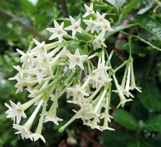 PATB Night Blooming Jasmine Cestrum Nocturnum - Live Plant Intensely Fragrant - £18.80 GBP