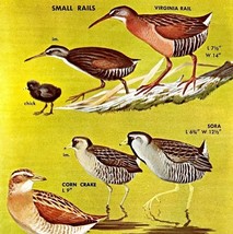 Smaller Rails Birds Varieties And Types 1966 Color Art Print Nature ADBN1r - $366.80 MXN