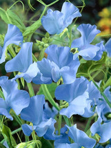 100 Seeds Blue Tall Sweet Pea Flower Seeds - £7.06 GBP