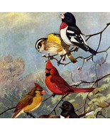 Cardinal Grosbeak Towhee 1955 Plate Print Birds Of America Nature Art DW... - $768.06 MXN