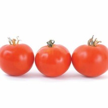 20 Organic Oregon Spring Tomato Seeds Early Juicy Fresh Seeds USA - £13.69 GBP