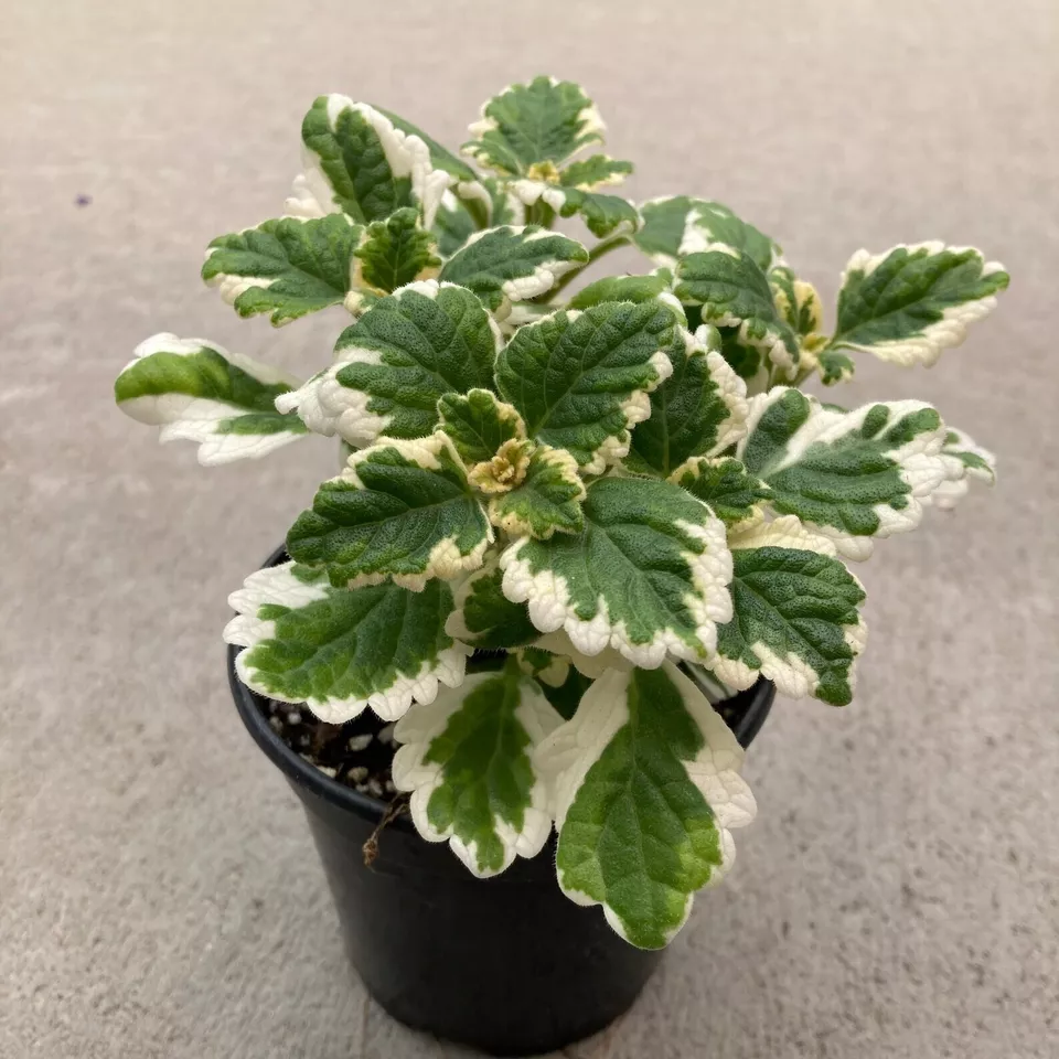 Swedish Ivy Variegated whorle Plectranthus coleoides Creeping Live plant... - $19.99
