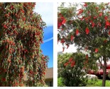 3 Live Plants Bottlebrush Red Cluster Tree Callistemon Citrinus Red Cluster - $64.93