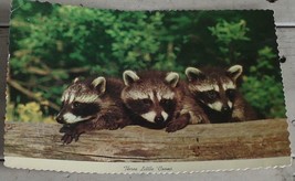 Nice Vintage Color Photograph Postcard,Three Little Coons  GREAT POSTCARD - $1.97