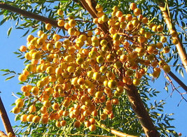 Melia azedarach 100 seeds Chinaberry tree Pride-of-India White Cedar MAHOGANY - £6.73 GBP+