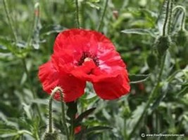 GUNEL Poppy Shirley corn Red 500 Seeds - £6.17 GBP