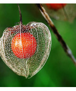 100Seeds Red Lantern Fruit seeds - £23.12 GBP