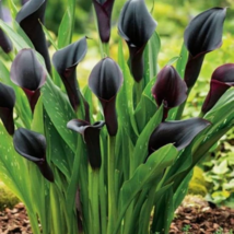 Calla Lily Black Color 50 PCS Seeds - $11.54