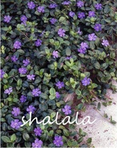 100 Vinca Bonsai Mix Cover Behind House Jardin Perennial Up Your Easy Pcs Lig... - $12.29