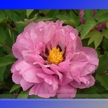 SL New Big Blooming Pink Tree Peony Flower Seeds, Professional Pack, 5 Seeds / P - $1.38