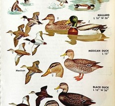 Surface Feeding Ducks Varieties 1966 Color Bird Art Print Nature ADBN1r - £15.40 GBP