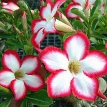 Grow In US 4 White Red Desert Rose Seeds Adenium Obesum Flower Exotic Seed Flowe - £8.98 GBP