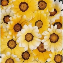 30 Gazania Orange Cream Seeds Drought Tolerant Flower Reseeding Annual - £14.19 GBP