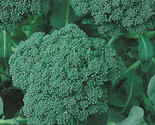 Broccoli Seeds 500 Green Sprouting Calabrese Garden Vegetables Fast Ship... - £7.16 GBP