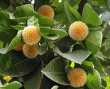 Neolamarckia Cadamba Bur Flower Tree 5 seeds Fresh Gardening - $17.96
