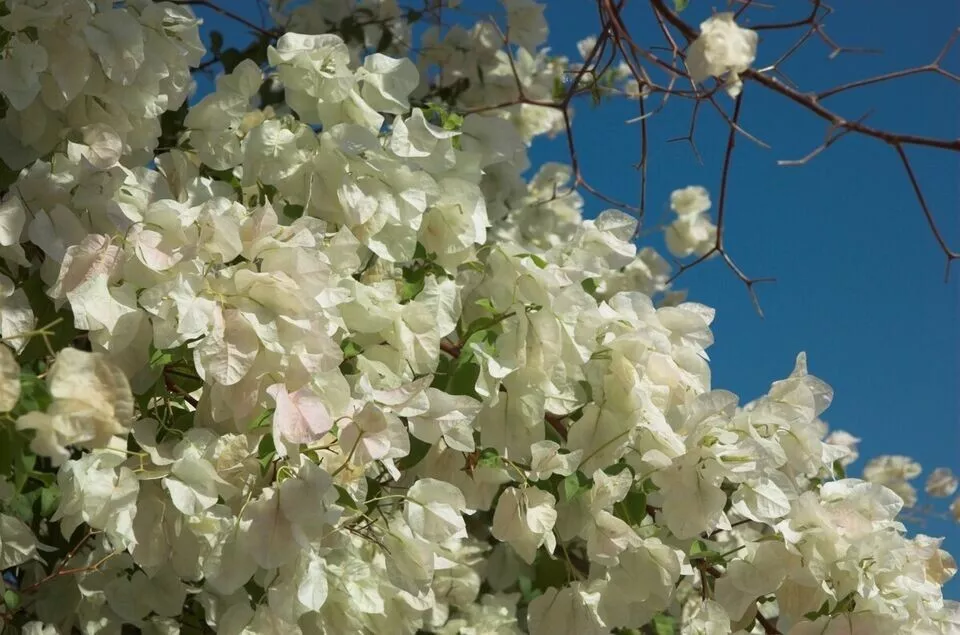 1 Live Starter Plant 4” KEYWEST WHITE Bougainvillea Fower for Garden - $1,596.57 MXN