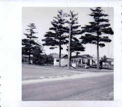 Vintage Small House Among 4 Tall Pine Trees Photo Snapshot 1950s - $1.99