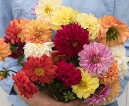 Fresh Seeds 120 Dahlia Giant Mix seeds - $27.92