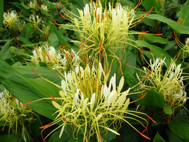 KBT Hedychium Ellipticum 8 Seeds Shaving Brush Ginger Hardy Rock Lily Bu... - $11.35