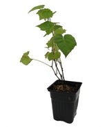 Venus Seedless Grape Plant - Vitis - 4&quot; pot - $60.77 CAD