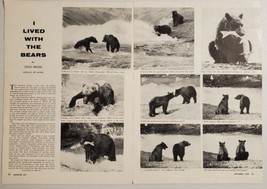 1955 Magazine Photos I Lived With the Bears by Cecil Rhode Author Photographer - £12.02 GBP
