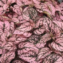 US Seller 50 Hypoestes Seeds Hypoestes Confetti Pink Seeds Fast Shipping - $21.50