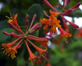 2.5&quot; Pot Honeysuckle Dropmore Scarlet Vine Live Plant Lonicera Garden Outdoor - £48.15 GBP