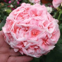 &#39;Allure Pink Picotee&#39; Clusters of Pale Blooms Geranium Seeds Huge Hydrangea-l... - $13.53