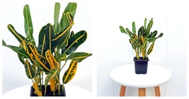 3” pot Banana Croton Codiaeum Josephs Coat, Small tropical plant LIVE HOUSEPLANT - £34.35 GBP